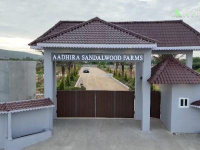 Aadhira Sandalwood Farms  Premium Investment Plots with High Value Sandalwood Plantation - PS0067