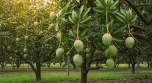 Mango Garden